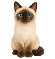 A small cat desktop pet
